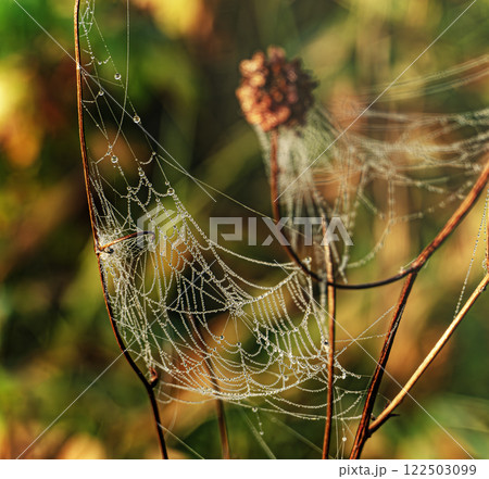 Lace webs hanging from the dry stems of a bush 122503099