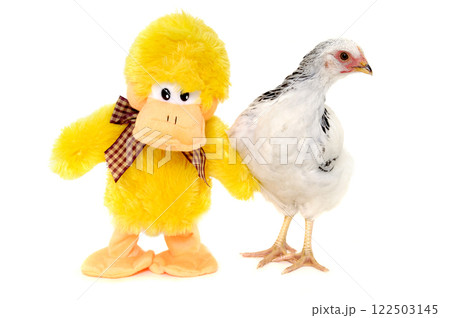 Chicken and toy duck 122503145