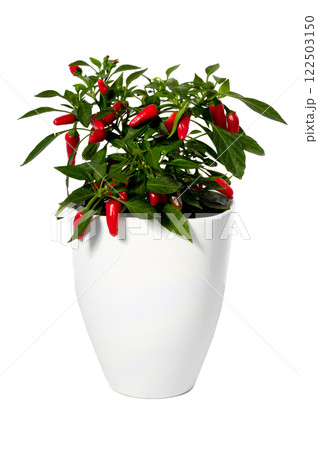 Growing chilli Growing chilli 122503150