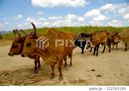 Oxes in sugar cane field. 122503180