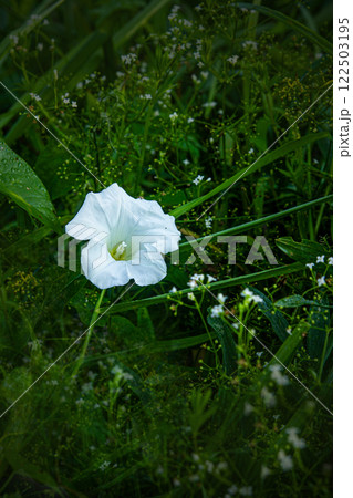 White bindweed White bindweed 122503195