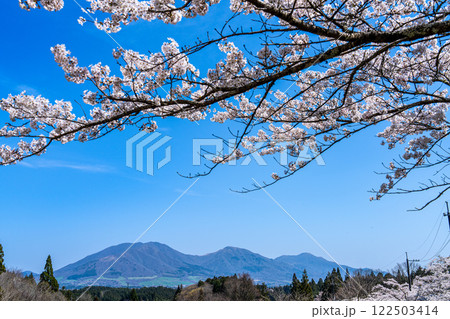 茅部神社から見たソメイヨシノの花と蒜山三座8　岡山県真庭市 122503414