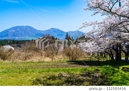 茅部神社から見たソメイヨシノの花と蒜山三座6 岡山県真庭市 茅部神社から見たソメイヨシノの花と蒜山三座6 岡山県真庭市 122503416