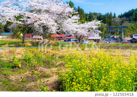 茅部神社　サクラ咲く春の参道と大鳥居9　岡山県真庭市 122503418