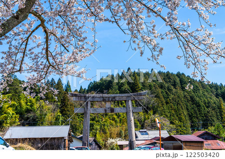 茅部神社　サクラ咲く春の参道と大鳥居1　岡山県真庭市 122503420