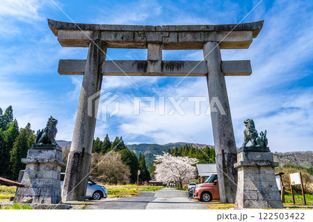 茅部神社　サクラ咲く春の参道と大鳥居6　岡山県真庭市 122503422