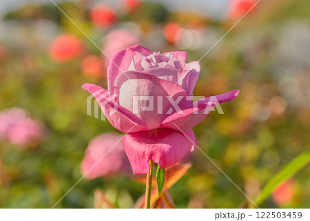 美しいピンクのバラ 美しいピンクのバラ 122503459