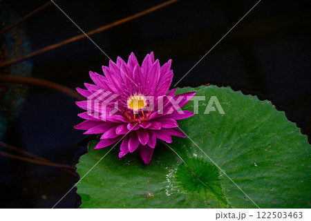 水面に浮かぶ紫色の睡蓮 122503463