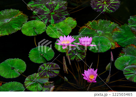 水面に浮かぶ紫色の睡蓮 122503465