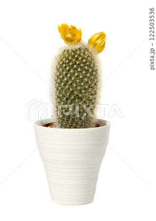 cactus 122503536