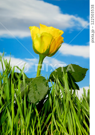 Yellow rose and clouds 122503538