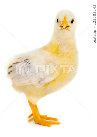 Chicken baby 122503543