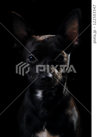 Puppy dog Puppy dog 122503547