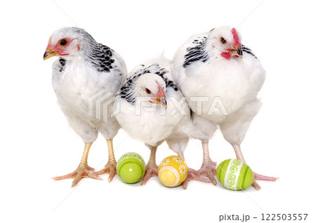 Chickens and easter eggs Chickens and easter eggs 122503557