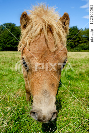 Horse face 122503563