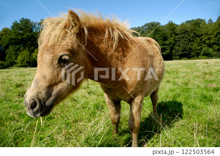 Foal is eating grass 122503564