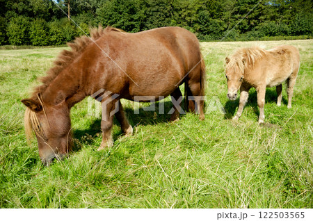 Horse mother and child Horse mother and child 122503565