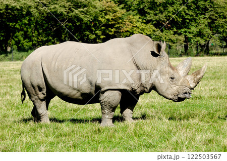 Rhinoceros 122503567