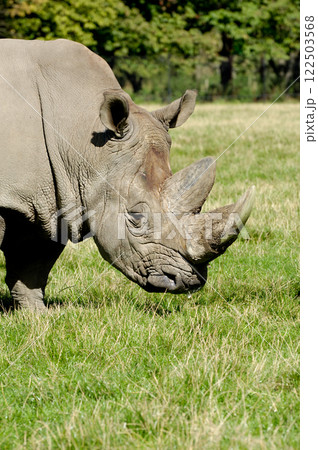 Rhinoceros 122503568