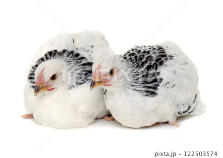 Two chickens 122503574