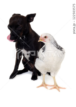 Puppy dog and chicken Puppy dog and chicken 122503575
