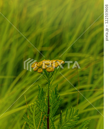 A flowering stem of tansy grows in the thick grass 122503608