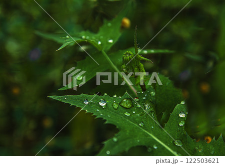 A sow thistle bud on a stem 122503621