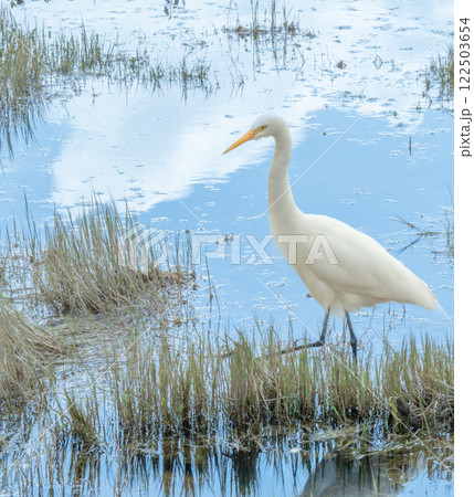 白鷺 シロサギ シラサギ 122503654