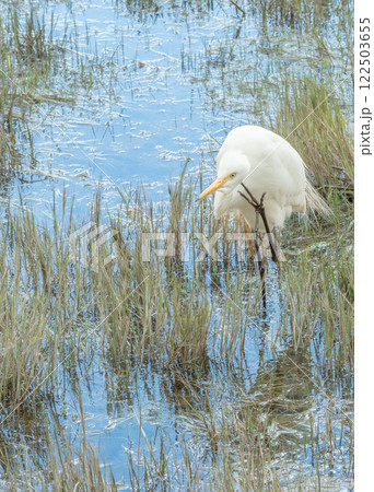 白鷺 シロサギ シラサギ 122503655