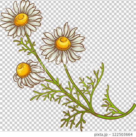 Chamomile Plant with Flowers Colored Detailed Illustration. Essential oil ingredient for cosmetics, spa, aromatherapy, health care, alternative medicine. Chamomile Plant with Flowers Colored Detailed Illustration. Essential oil ingredient for cosmetics, spa, aromatherapy, health care, alternative medicine. 122503664