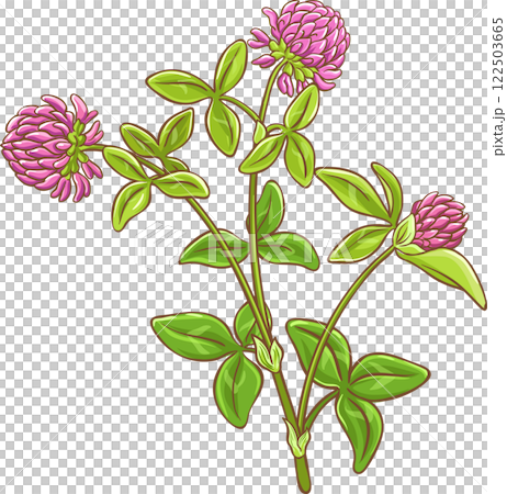 Clover Plant with Flowers Colored Detailed Illustration. 122503665