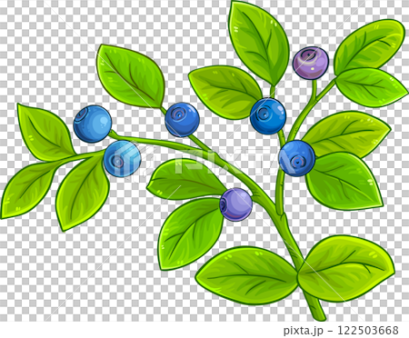 Bilberry Branch with Flowers  Berries  and Leaves Colored Detailed Illustration 122503668
