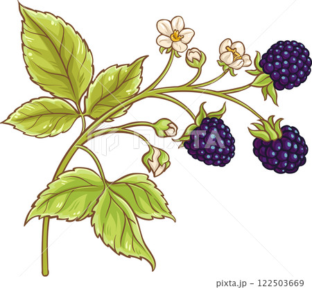 Blackberry Branch with Flowers and Berries Colored Detailed Illustration Blackberry Branch with Flowers and Berries Colored Detailed Illustration 122503669