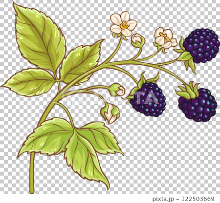 Blackberry Branch with Flowers and Berries Colored Detailed Illustration Blackberry Branch with Flowers and Berries Colored Detailed Illustration 122503669