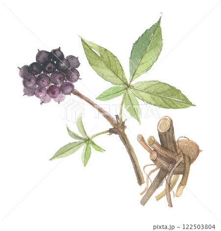水彩で描いたエゾウコギ　実と根 122503804