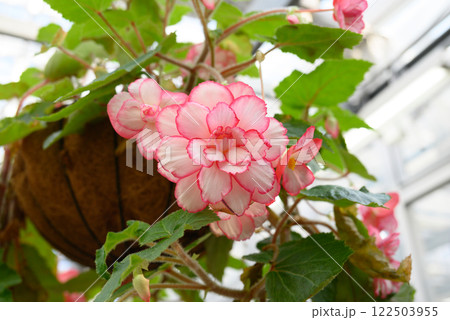 赤いベゴニアの花 122503955