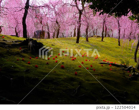 京都　城南宮のしだれ桜 122504014