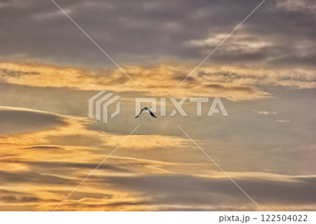 サギと夕焼け空 122504022