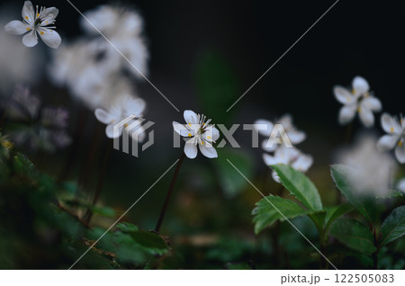 バイカオウレン 122505083