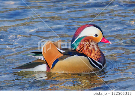 鮮やかな羽色のオシドリ雄 122505313