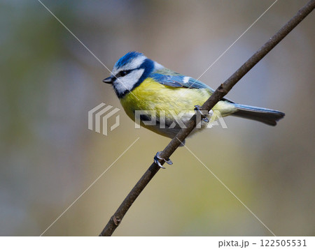 blue tit sitting on a tree branch 122505531