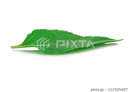 Mint leaves isolated on white background Mint leaves isolated on white background 122505607
