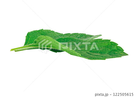 Mint leaves isolated on white background 122505615