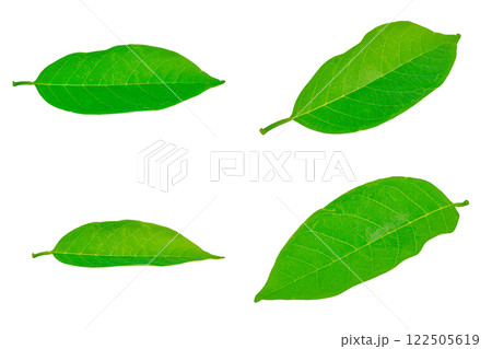 leaves isolated on white background 122505619