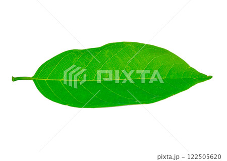 leaves isolated on white background 122505620