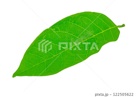 leaves isolated on white background 122505622