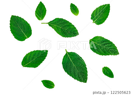 Mint leaves fall isolated on white background 122505623