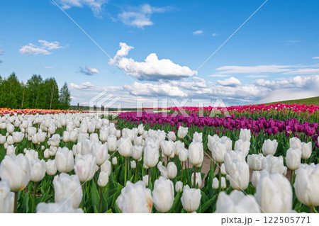 a field of blooming tulips a field of blooming tulips 122505771