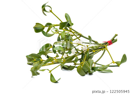 mistletoe branch isolated 122505945