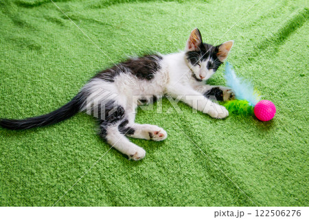 Beautiful kitten playing with a toy on a bed Beautiful kitten playing with a toy on a bed 122506276